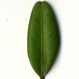 Photographie n°153039 du taxon Buxus sempervirens L. [1753]
