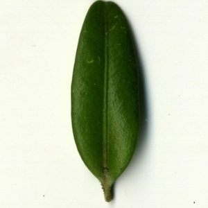 Photographie n°153042 du taxon Buxus sempervirens L. [1753]