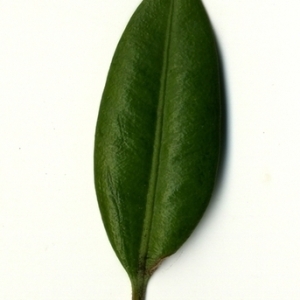 Photographie n°153048 du taxon Buxus sempervirens L. [1753]