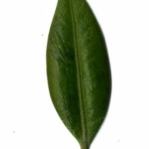 Photographie n°153049 du taxon Buxus sempervirens L. [1753]