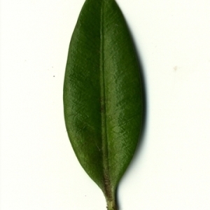 Photographie n°153051 du taxon Buxus sempervirens L. [1753]