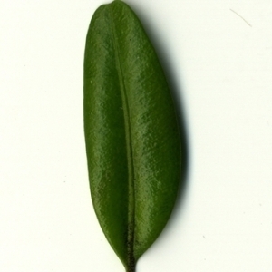 Photographie n°153052 du taxon Buxus sempervirens L. [1753]