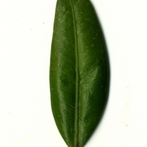 Photographie n°153057 du taxon Buxus sempervirens L. [1753]