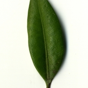 Photographie n°153060 du taxon Buxus sempervirens L. [1753]