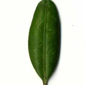 Photographie n°153063 du taxon Buxus sempervirens L. [1753]