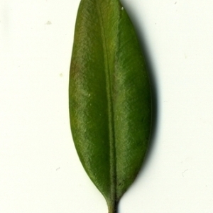 Photographie n°153067 du taxon Buxus sempervirens L. [1753]