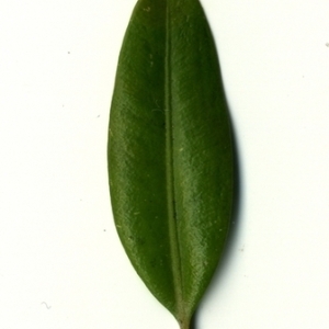 Photographie n°153072 du taxon Buxus sempervirens L. [1753]