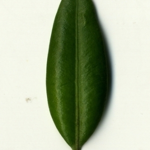 Photographie n°153075 du taxon Buxus sempervirens L. [1753]