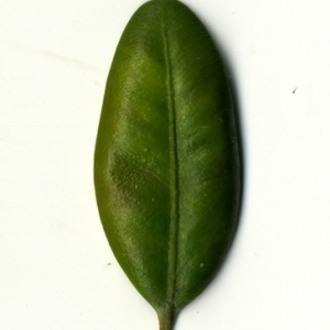 Photographie n°153077 du taxon Buxus sempervirens L. [1753]
