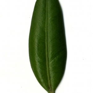 Photographie n°153079 du taxon Buxus sempervirens L. [1753]