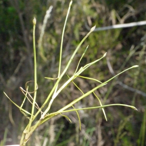 Photographie n°153130 du taxon Isolepis fluitans (L.) R.Br. [1810]