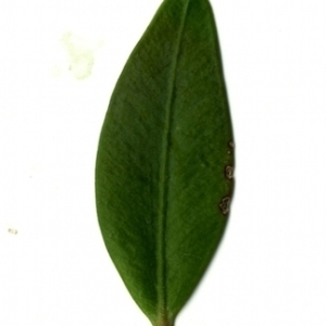Photographie n°153140 du taxon Buxus sempervirens L. [1753]
