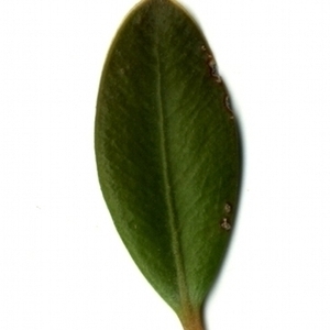Photographie n°153147 du taxon Buxus sempervirens L. [1753]