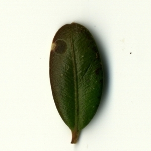 Photographie n°153206 du taxon Buxus sempervirens L. [1753]