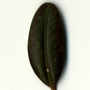 Photographie n°153219 du taxon Buxus sempervirens L. [1753]