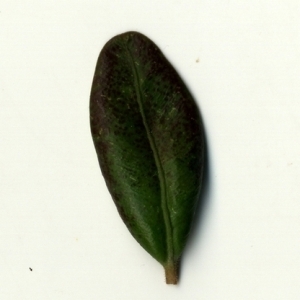Photographie n°153241 du taxon Buxus sempervirens L. [1753]