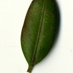 Photographie n°153245 du taxon Buxus sempervirens L. [1753]