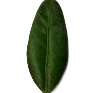 Photographie n°153251 du taxon Buxus sempervirens L. [1753]