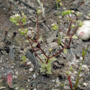 Photographie n°153255 du taxon Radiola linoides Roth [1788]