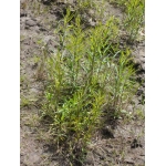 Euthamia graminifolia (L.) Nutt. (Solidage à feuilles de graminée)