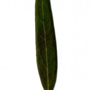 Photographie n°153320 du taxon Phillyrea angustifolia L. [1753]