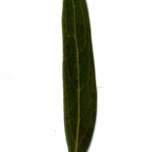 Photographie n°153326 du taxon Phillyrea angustifolia L. [1753]