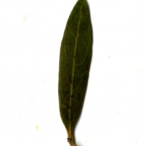 Photographie n°153329 du taxon Phillyrea angustifolia L. [1753]