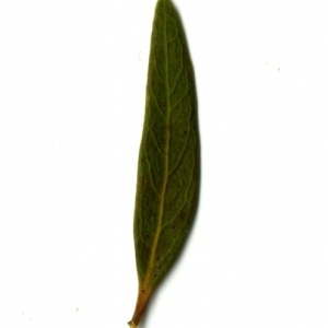 Photographie n°153332 du taxon Phillyrea angustifolia L. [1753]