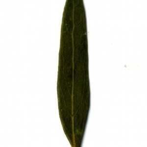 Photographie n°153334 du taxon Phillyrea angustifolia L. [1753]