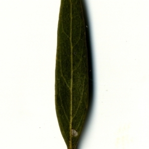 Photographie n°153335 du taxon Phillyrea angustifolia L. [1753]