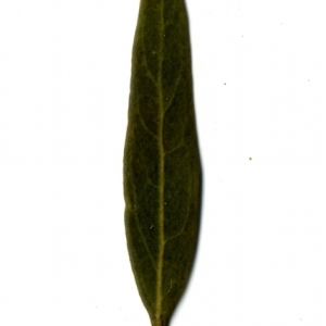 Photographie n°153336 du taxon Phillyrea angustifolia L. [1753]