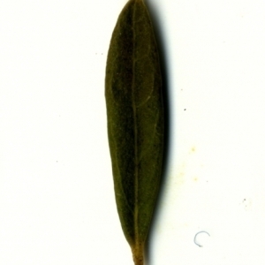 Photographie n°153338 du taxon Phillyrea angustifolia L. [1753]