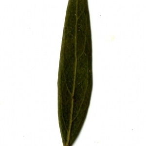 Photographie n°153339 du taxon Phillyrea angustifolia L. [1753]