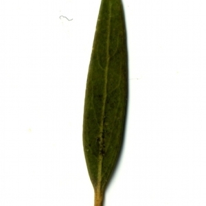 Photographie n°153340 du taxon Phillyrea angustifolia L. [1753]