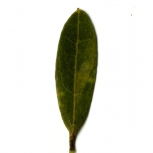 Photographie n°153342 du taxon Phillyrea angustifolia L. [1753]