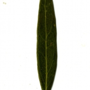 Photographie n°153343 du taxon Phillyrea angustifolia L. [1753]