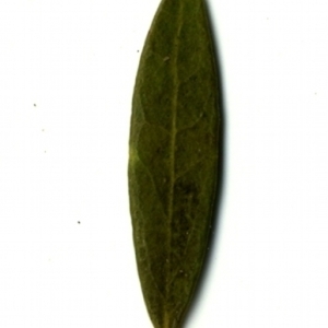 Photographie n°153344 du taxon Phillyrea angustifolia L. [1753]