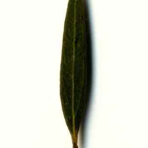 Photographie n°153345 du taxon Phillyrea angustifolia L. [1753]