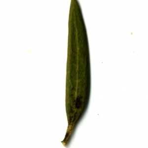 Photographie n°153346 du taxon Phillyrea angustifolia L. [1753]