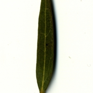 Photographie n°153347 du taxon Phillyrea angustifolia L. [1753]