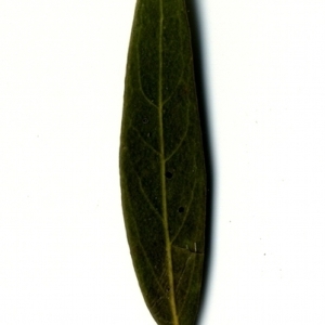 Photographie n°153348 du taxon Phillyrea angustifolia L. [1753]