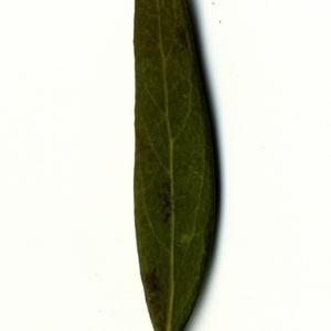 Photographie n°153349 du taxon Phillyrea angustifolia L. [1753]
