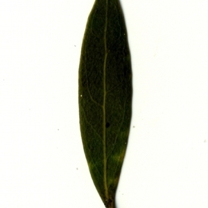 Photographie n°153351 du taxon Phillyrea angustifolia L. [1753]