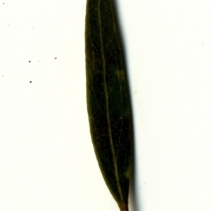 Photographie n°153352 du taxon Phillyrea angustifolia L. [1753]