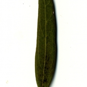 Photographie n°153354 du taxon Phillyrea angustifolia L. [1753]