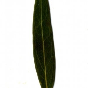 Photographie n°153358 du taxon Phillyrea angustifolia L. [1753]