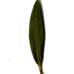 Photographie n°153359 du taxon Phillyrea angustifolia L. [1753]
