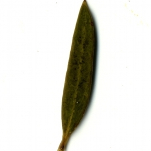Photographie n°153361 du taxon Phillyrea angustifolia L. [1753]