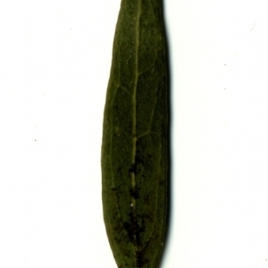 Photographie n°153362 du taxon Phillyrea angustifolia L. [1753]