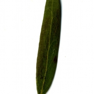 Photographie n°153363 du taxon Phillyrea angustifolia L. [1753]